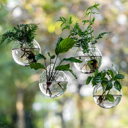 Hanging Glass Propagation Vase for Plant Cuttings