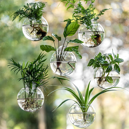 Hanging Glass Propagation Vase for Plant Cuttings